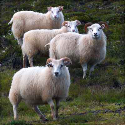Schafe leben in Island über den Sommer frei